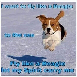 zbeagle.jpg