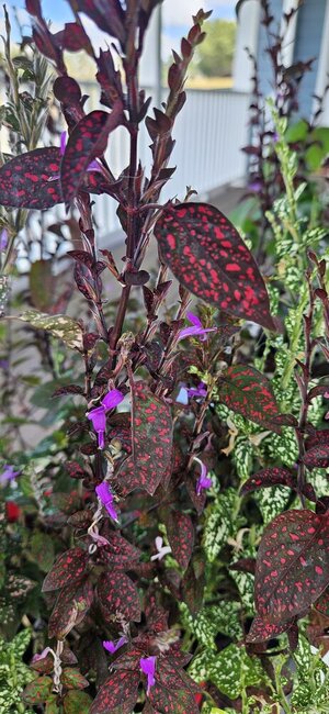 20250926_122055(0).jpg