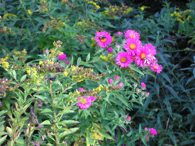 PinkAstersGoneWild2.JPG