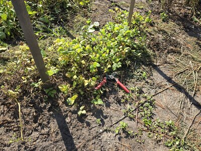 Blue Spitball 9-30-25.jpg