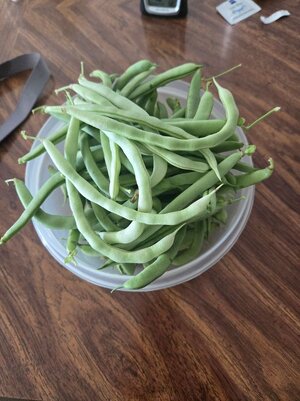 Container of Green Beans - 10-02-25.jpg