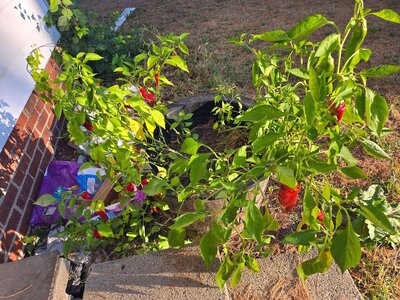 2025 Front porch peppers, 10-05-25, #1.jpg