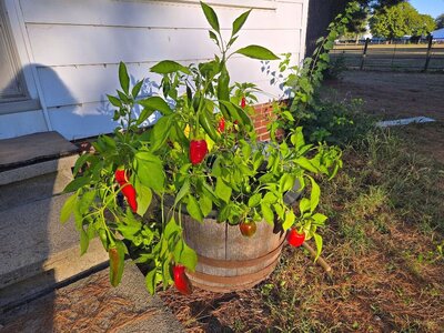 2025 Front porch peppers, 10-05-25, #2.jpg