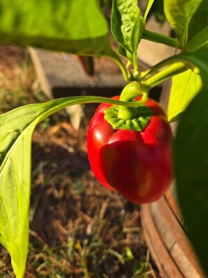2025 Front porch peppers, 10-05-25, #3.jpg