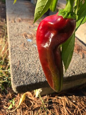 2025 Front porch peppers, 10-05-25, #4.jpg