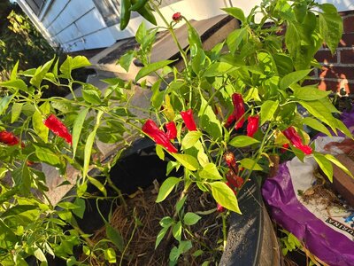 2025 Front porch peppers, 10-05-25, #5.jpg