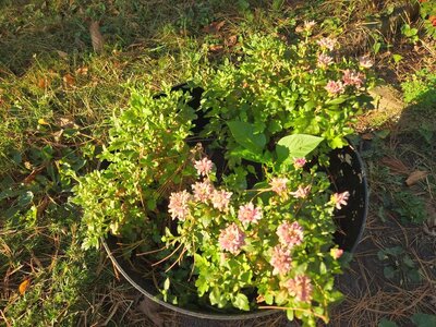 Mums, 10-02-25, #1.jpg