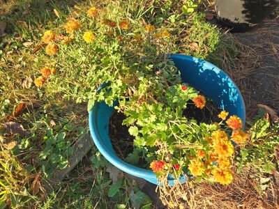 Mums, 10-02-25, #2.jpg