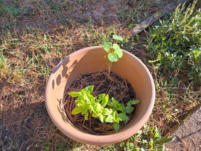 Basil and one nasturtium, 10-05-25.jpg