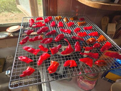 Serrano peppers, prepped for dehydratinbg, 10-05-25, #2.jpg