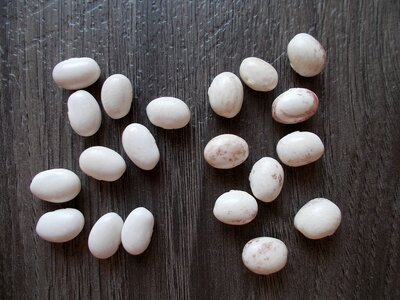 Mongeta de la Neu vs. Schneebohne.jpg