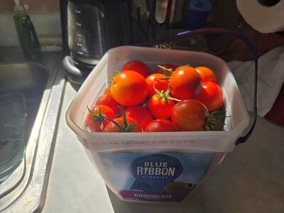 Tomato harvest, 10-06-25.jpg