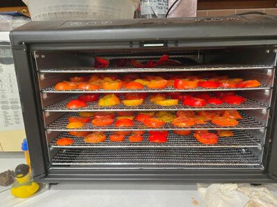 Tomatoes & 1 Marconi pepper, 10-06-25.jpg