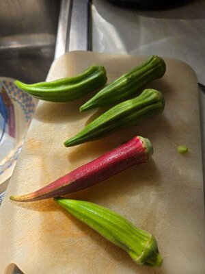 Okra, 10-06-25.jpg
