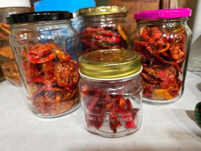Tomatoes & Marconi Sweet peppers dehydrated, 10-07-25.jpg