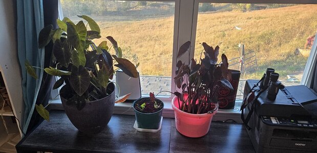 20251008_180625.jpg
