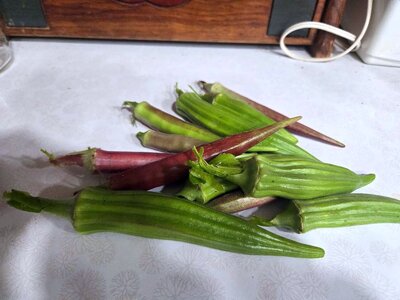 Okra harvest, 10-15-25.jpg