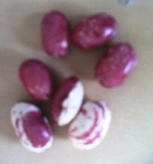 grandmaawalterssemiandinverseseeds.JPG