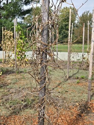 The Vines Are All Bare - 1.jpg