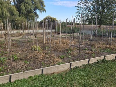 The Vines Are Gone From Their Supports - 2.jpg