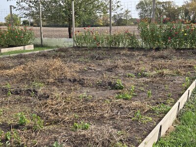 The Dry Brittle Vines are Ready For Shredding - 7.jpg