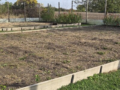 The Vines Have Met the Lawnmower - 8.jpg