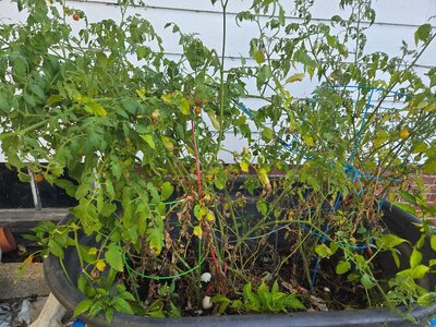 Tomato pot, end of season, 10-21-25.jpg