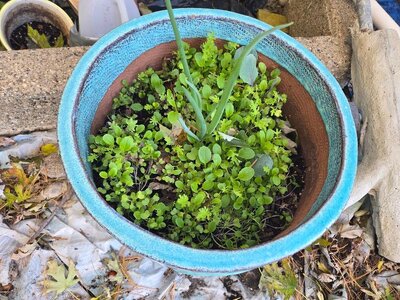 Blue pot w onion, cabbage & lettuces, 10-21-25.jpg