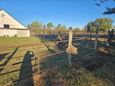 Garlic bed  weeds cleaned up 10-20-25.jpg