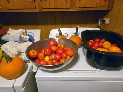 Tomatoes, purchased, 10-23-25.jpg