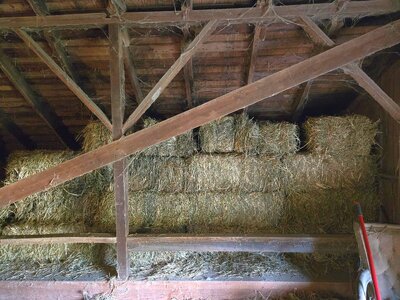 Old 2024 hay moved, barn swept, 10-24-25, #2.jpg