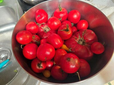 Tomatoes, ripening, 11-01-25.jpg