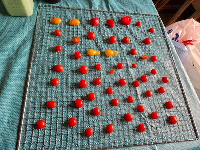 Tomatoes, dehydrating, 10-28-25.jpg