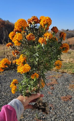 20251108_091441.jpg 20251108_091441.jpg