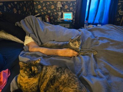 KP and his guarding cats, 11-09-25.jpg