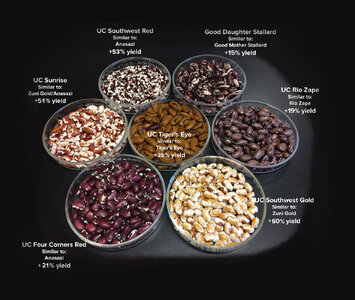 FullRes Scope beans with cultivar names blackbackground[1].jpg