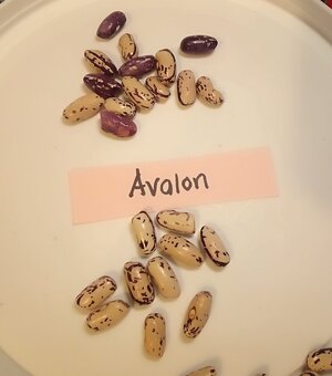 IMG_20260110_051730 (1).jpg