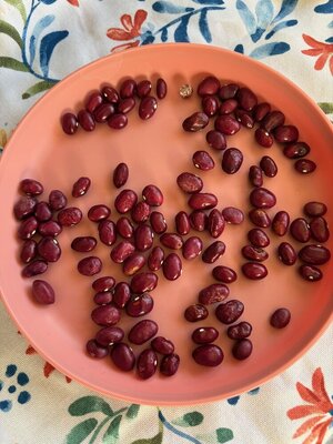 PA Dutch Cherry 25.jpg