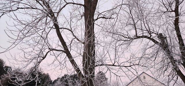 Hoarfrost, 02-25-26, #2.jpg