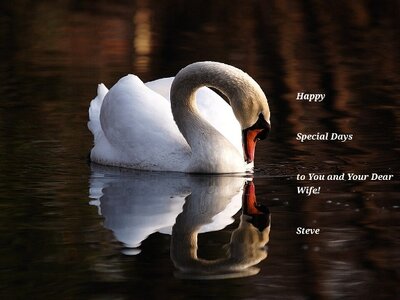 Swan for MikeTEG.jpg