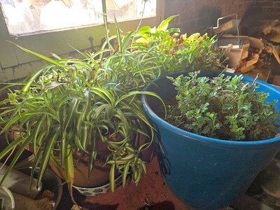 Mums, Winter 2026.jpg