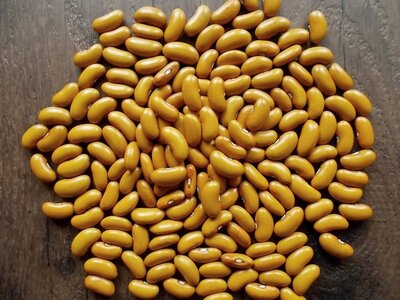 Paynesville Amber 1.jpg