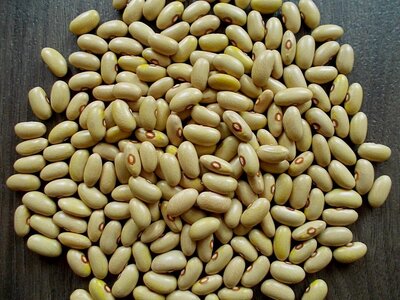 Arikara Yellow 1.jpg