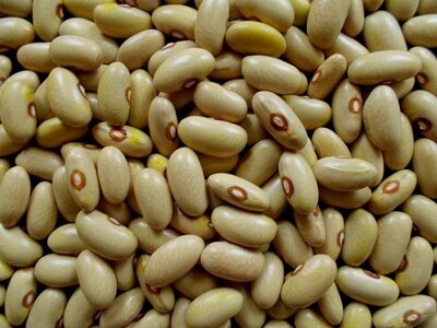 Arikara Yellow 2.jpg