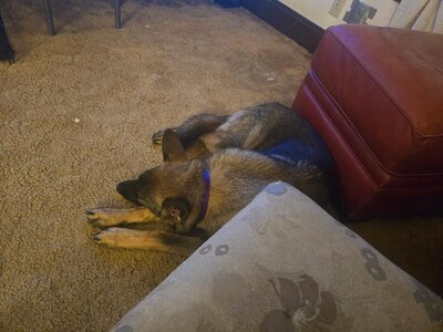 Tired Tegan, 02-14-26.jpg