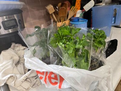 Herbs from Meijer for fridge growing, 02-14-26.jpg
