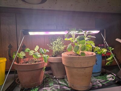 Herbs from Meijer for fridge growing, 02-15-26.jpg