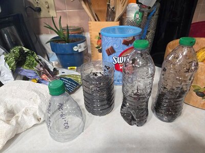 Alaska Snow peas in bottles, 02-19-26 #1.jpg