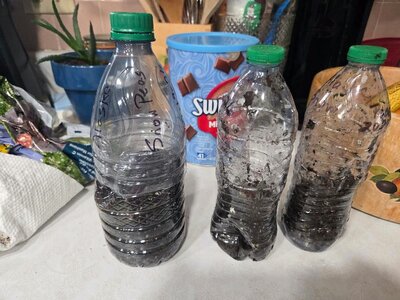 Alaska Snow peas in bottles, 02-19-26 #2.jpg