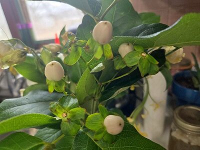 Condolence flowers, 02-22-26, #2.jpg